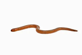 Wooden Snake